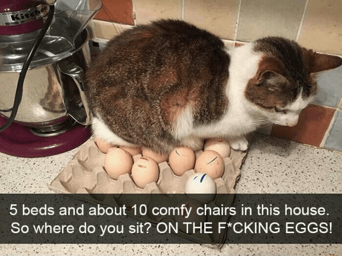 15 Hilarious Daily Memes: THIS CAT IS NOT USING THE HAMMER!!