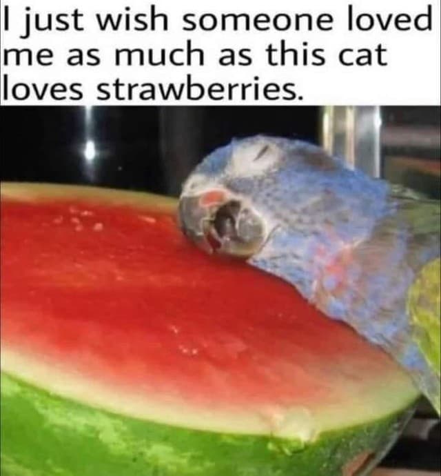 15 Daily Funny Memes: I just wish someone loved me as much as this cat loves strawberries