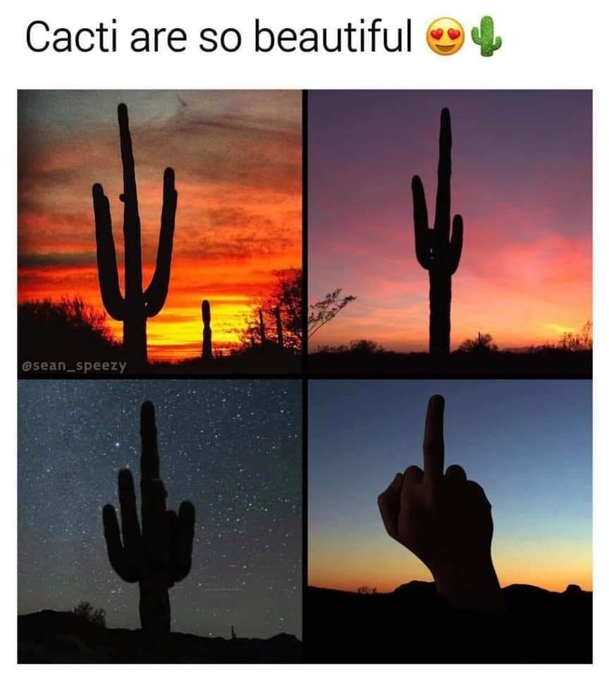 15 Funny Random Memes: Cacti are so beautiful!