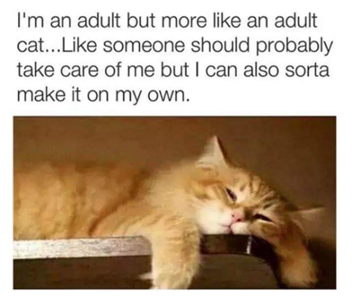 15 Fresh Juicy Meme: I'm An Adult But More Like An Adult Cat.