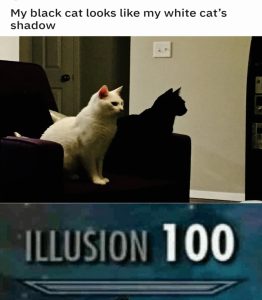 15 Funny Random Memes: My Black Cat Looks Like My White Cat's Shadow.