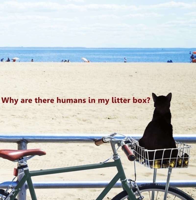 15 Daily Life Funny Memes: Why Are There Humans In My Litter Box?