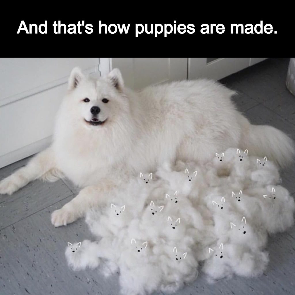 15 Fresh Juicy Meme: That's How Puppies Are Made.