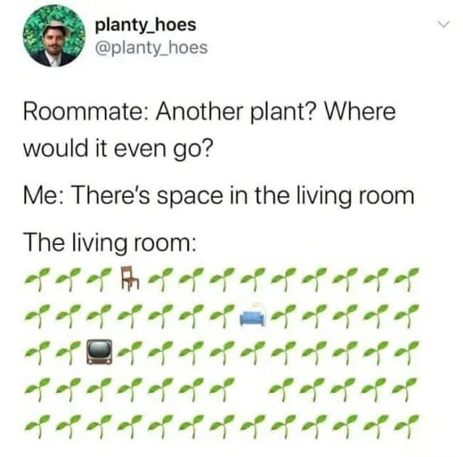 Roommate's question about plant space and the actual living room situation.