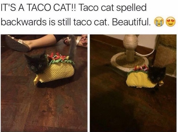 Taco cat spelled backwards is still taco cat meme.