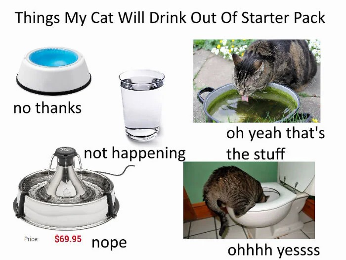 Things my cat will drink out of starter pack.