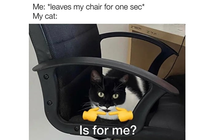 "Is for me?"Cat takes over chair meme captures classic pet humor