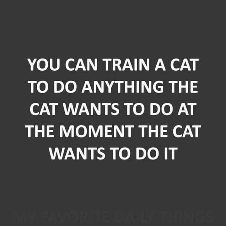 Train cat meme humor about feline behavior and training