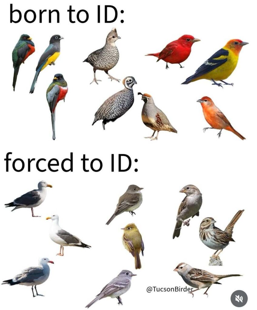 born to id