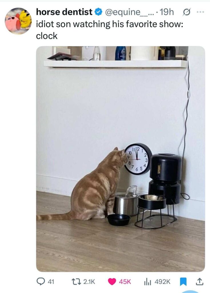 idiot son watching his favorite show: clock