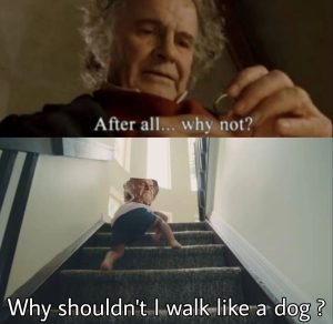 After all why not why shouldn't I walk like a dog