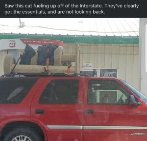 Cat fueling up on interstate with essentials meme