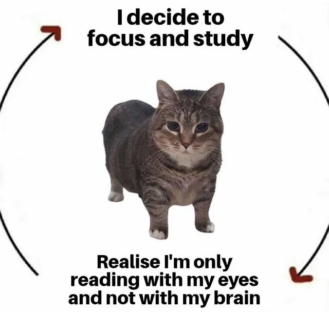 Cat realizes distracted while studying