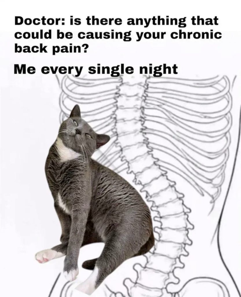 Doctor asks about chronic back pain cat's sleeping position shown.
