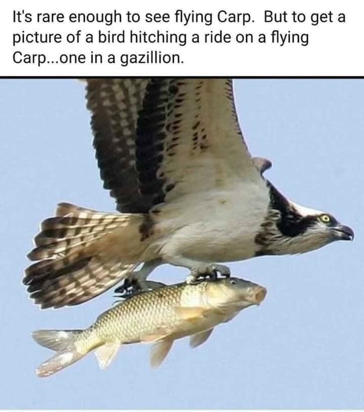 Flying carp with bird hitching a ride rare wildlife meme Flying carp with bird hitching a ride rare wildlife meme