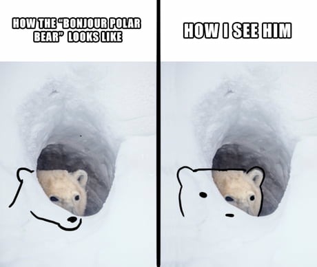 How the "bonjour polar bear" looks like