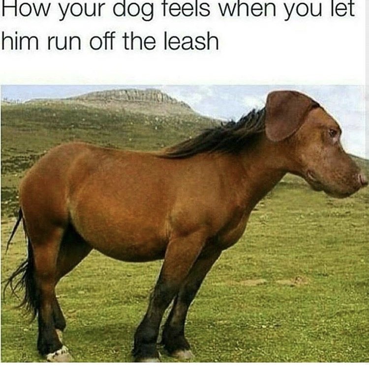 How your dog feels when you let him run off the leash