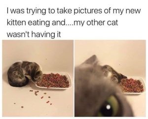 I was trying to take pictures of my new kitten eating and my other cat wasn't having it