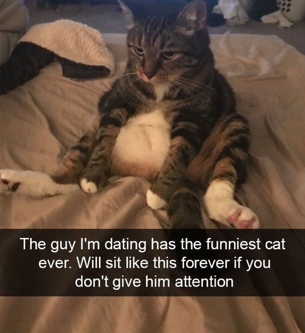 The funniest cat sitting forever for attention