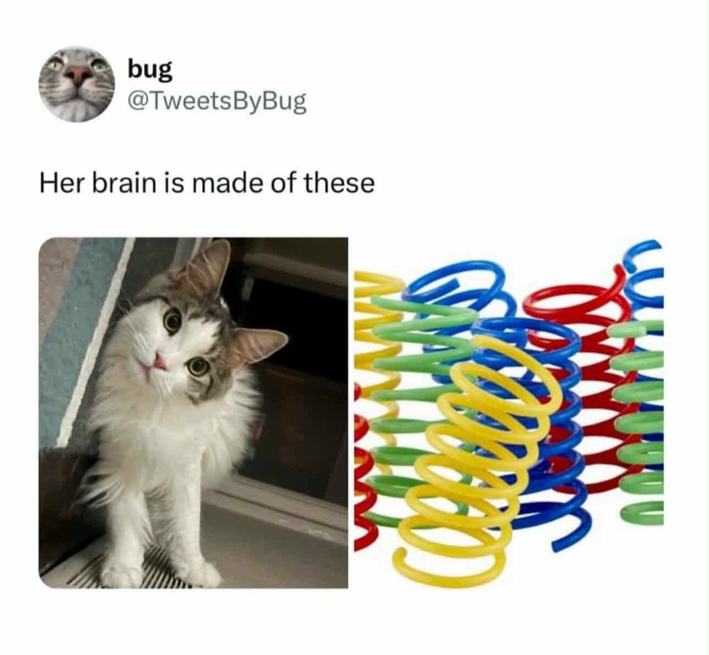 Funny cat meme her brain is made of these springs