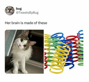 Funny cat meme her brain is made of these springs