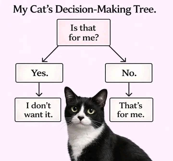 My cat's decision-making tree meme