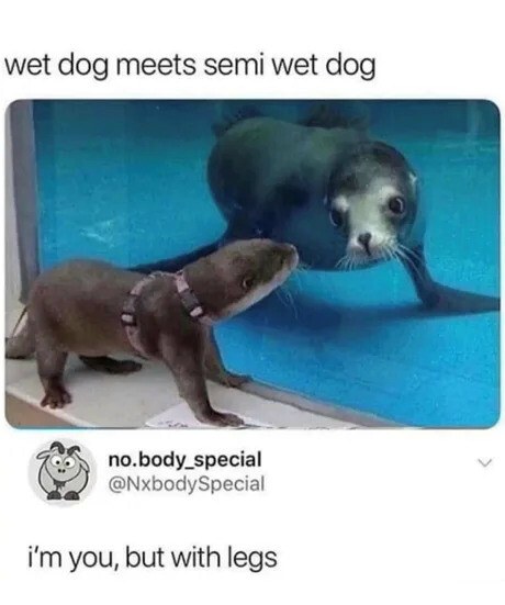 Wet dog meets semi wet dog meme with humorous animal encounter