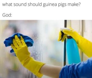 What sound should guinea pigs make god meme