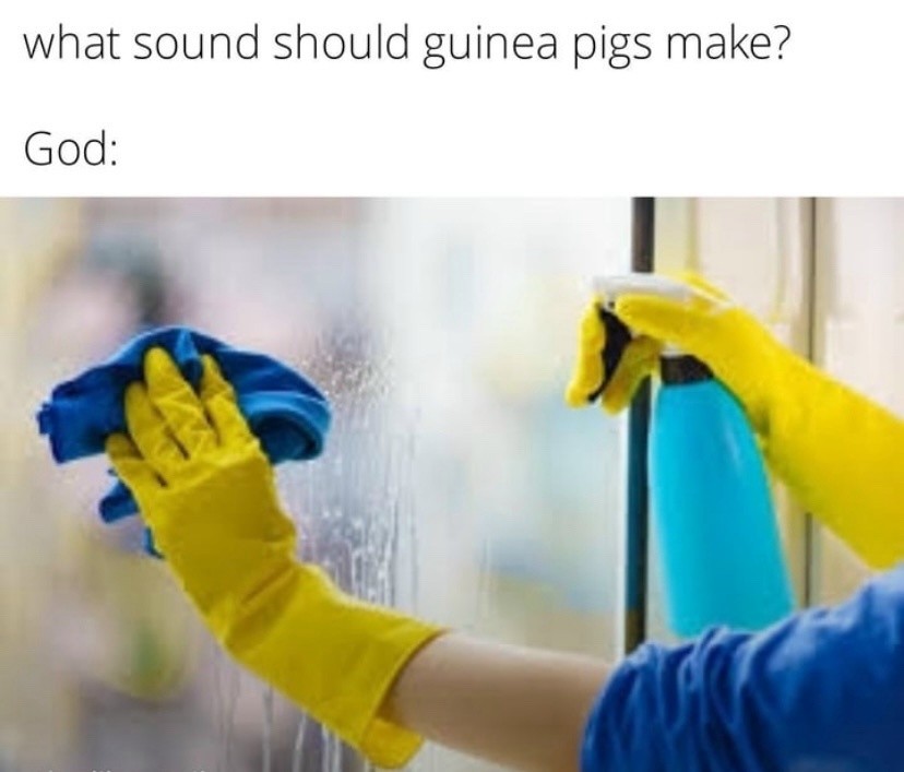 What sound should guinea pigs make god meme
