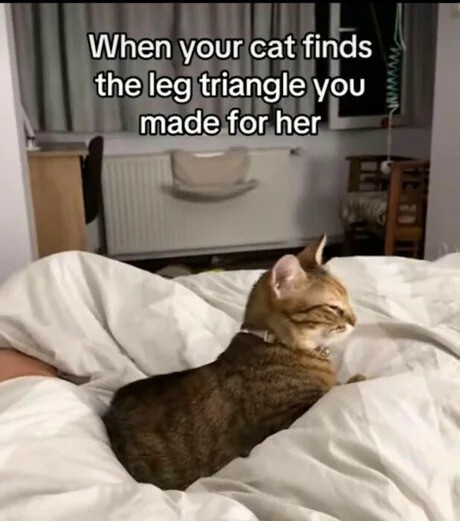 When your cat finds the leg triangle you made for her.