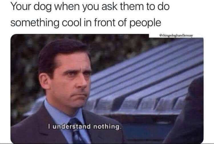 Your dog i understand nothing meme