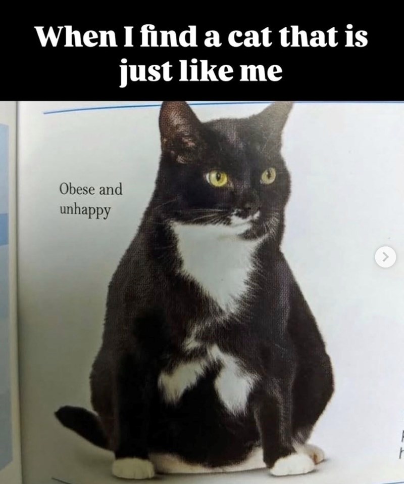 When i find a cat that is just like me obese and unhappy