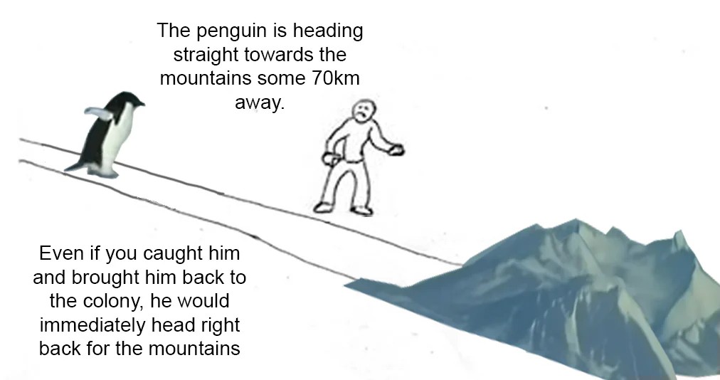 Penguin heading towards mountains meme about determination and animal behavior. Penguin heading towards mountains meme about determination and animal behavior.