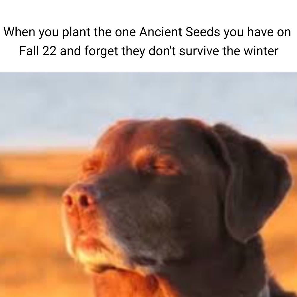 11 Best Dog Accepting Fate Memes: The "Cooked Dog" Against a Sunset