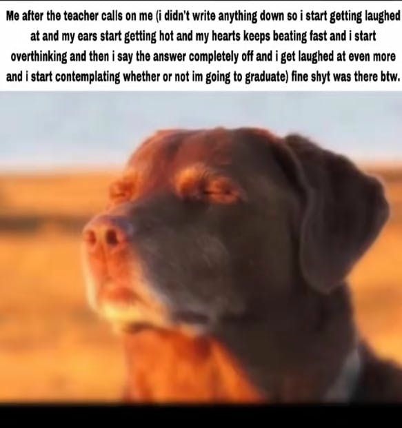 11 Best Dog Accepting Fate Memes: The "Cooked Dog" Against a Sunset