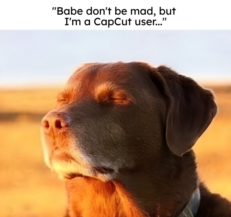 11 Best Dog Accepting Fate Memes: The "Cooked Dog" Against a Sunset