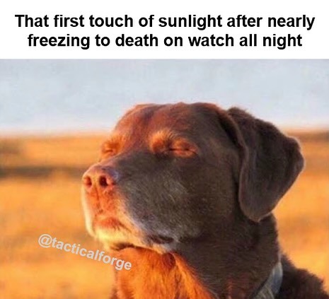 11 Best Dog Accepting Fate Memes: The "Cooked Dog" Against a Sunset