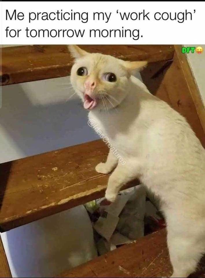 13 Coughing Cat Memes: The Best Examples of This Exaggerated Template Across All Themes