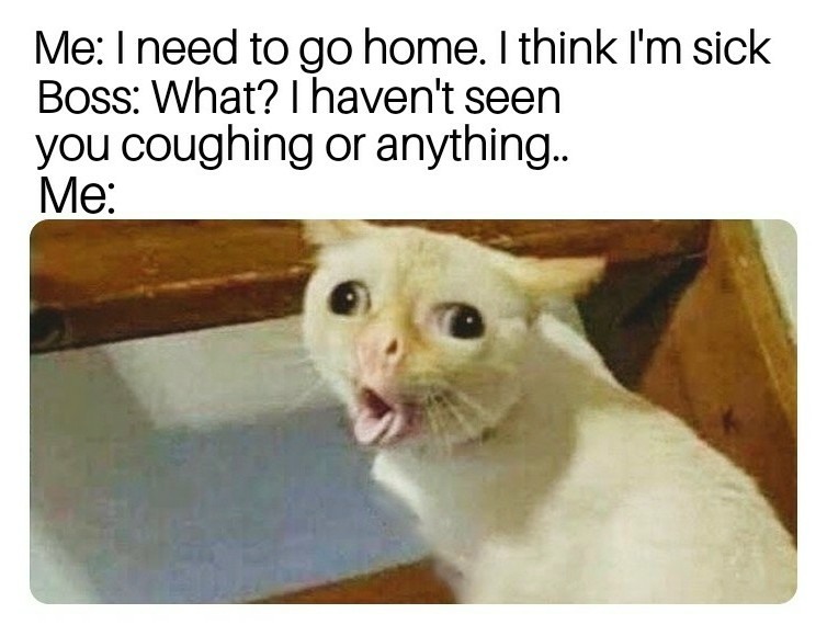 13 Coughing Cat Memes: The Best Examples of This Exaggerated Template Across All Themes
