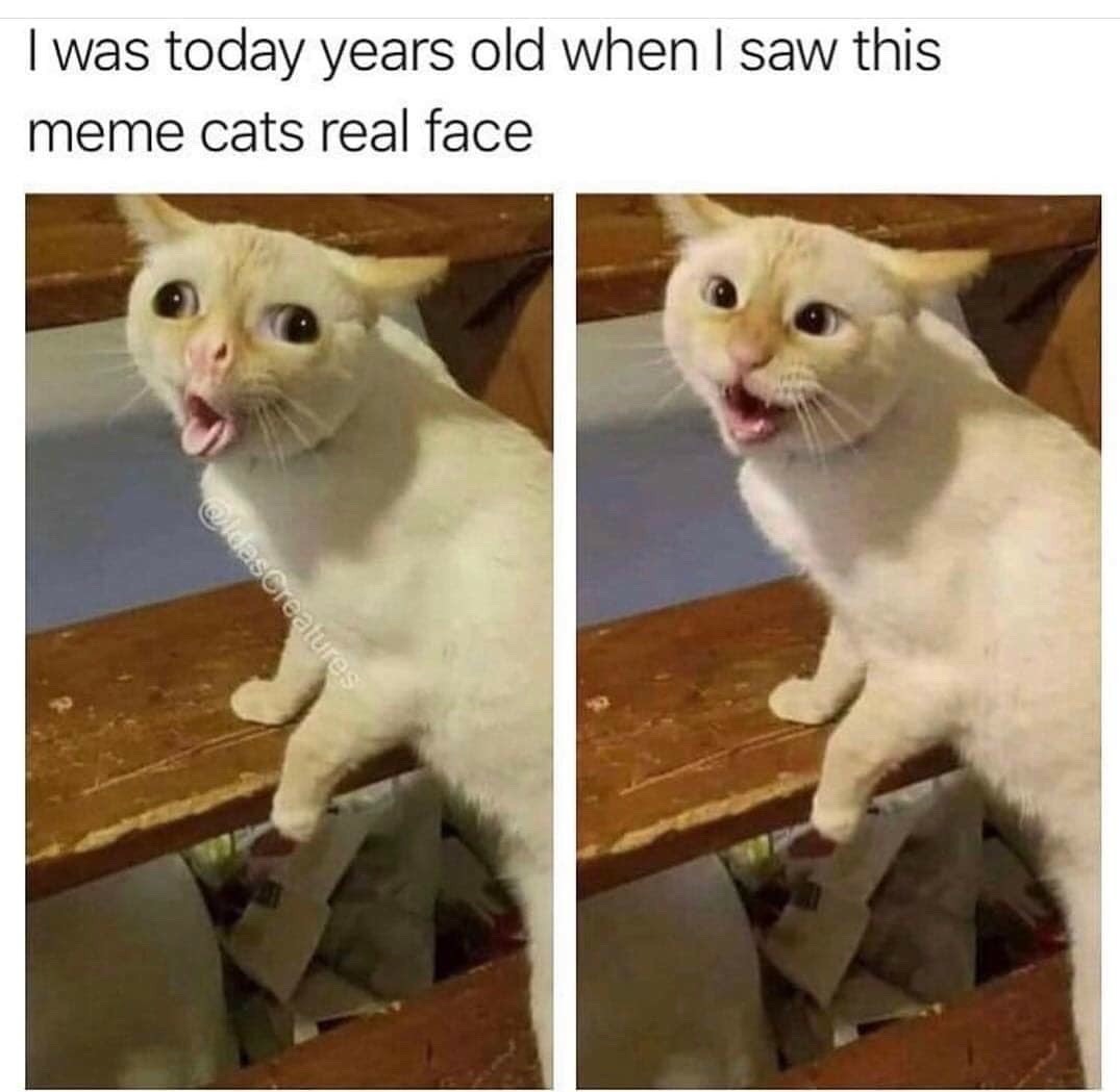 13 Coughing Cat Memes: The Best Examples of This Exaggerated Template Across All Themes