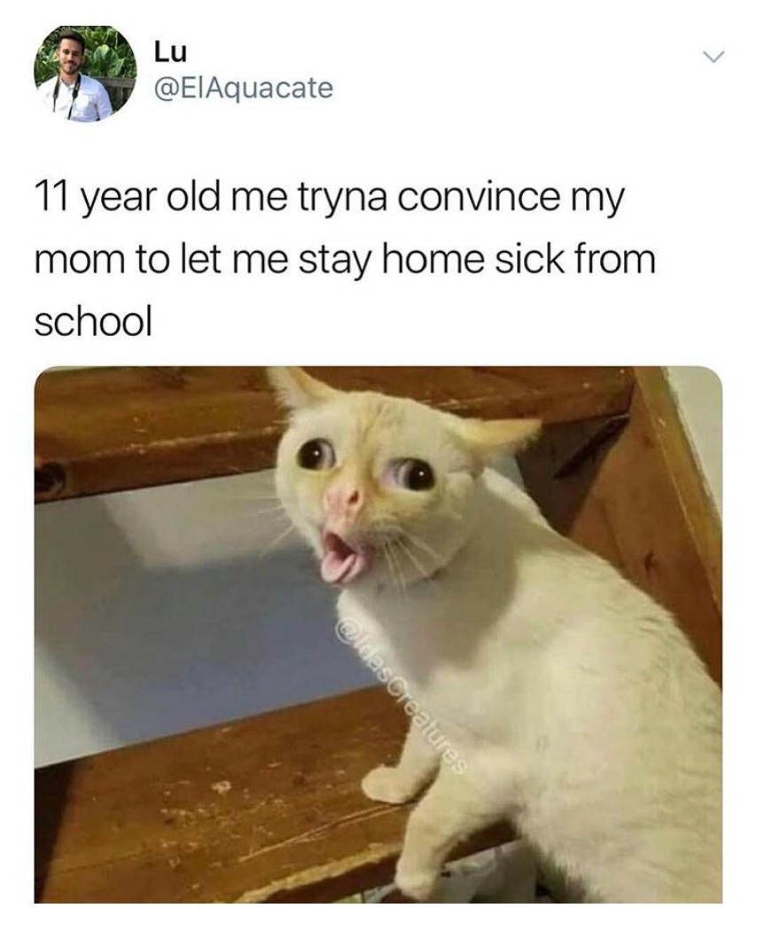 13 Coughing Cat Memes: The Best Examples of This Exaggerated Template Across All Themes