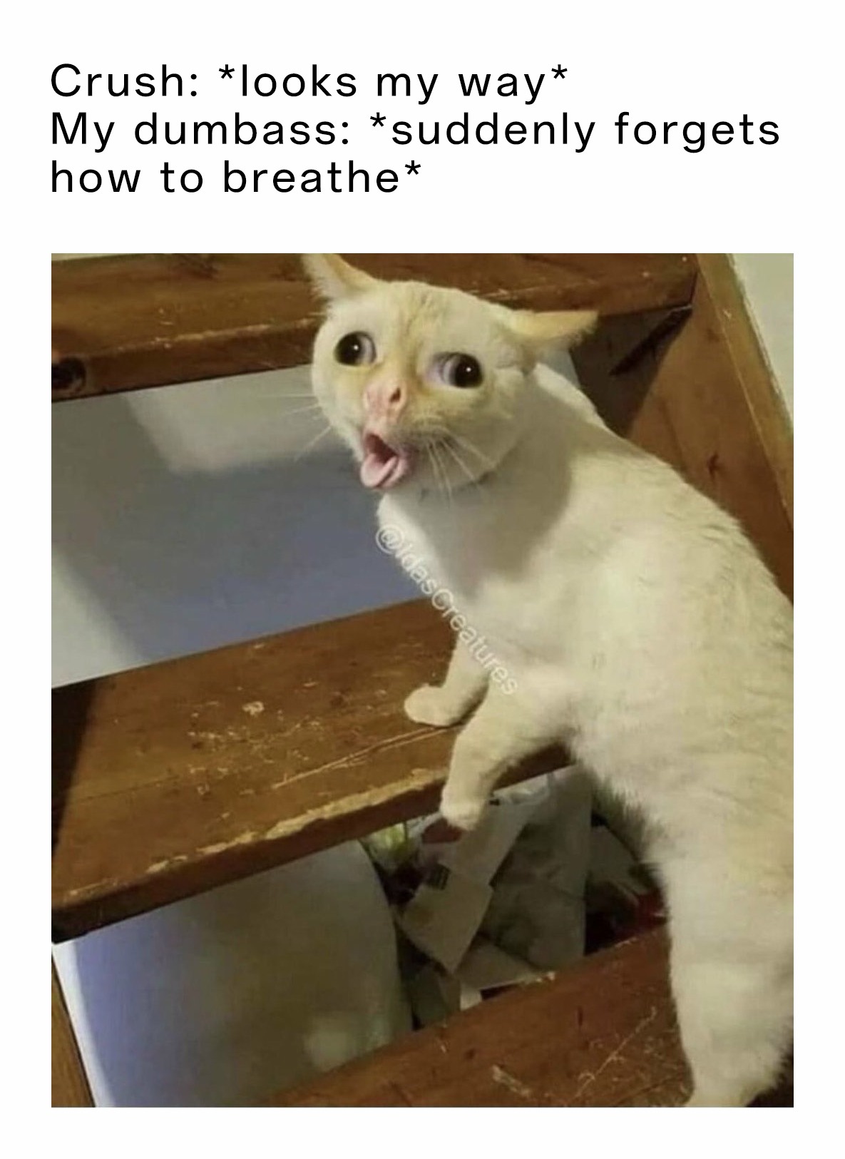 13 Coughing Cat Memes: The Best Examples of This Exaggerated Template Across All Themes