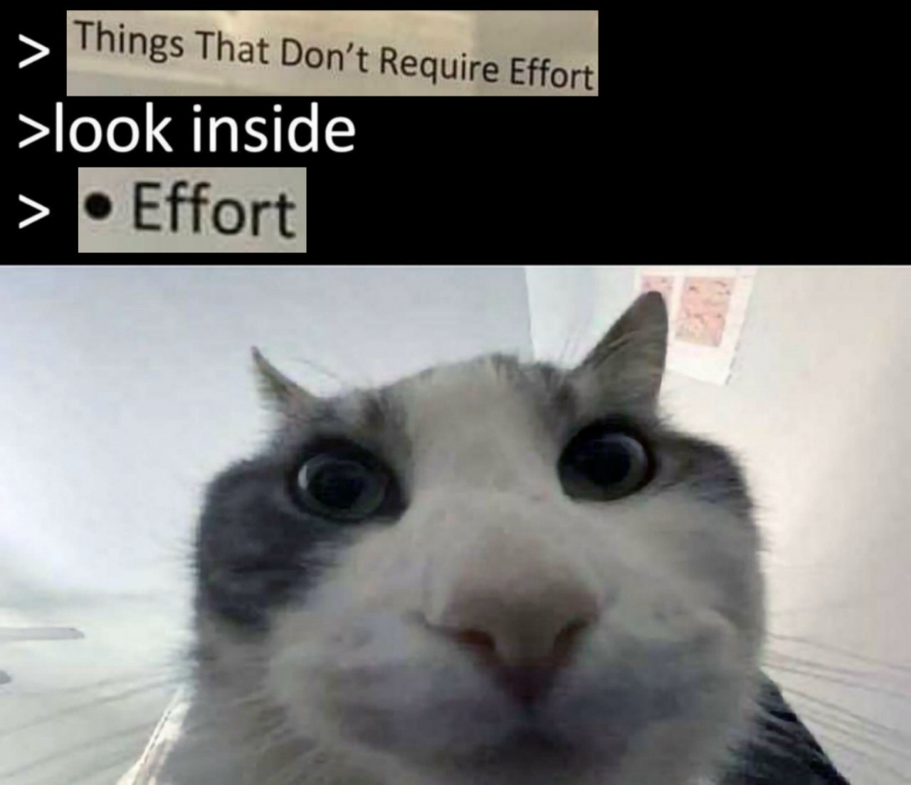16 Best "Cat Looks Inside" Memes for That Instant Feeling of Disillusionment
