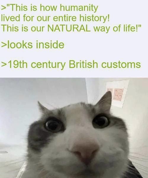 16 Best "Cat Looks Inside" Memes for That Instant Feeling of Disillusionment