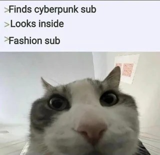 16 Best "Cat Looks Inside" Memes for That Instant Feeling of Disillusionment