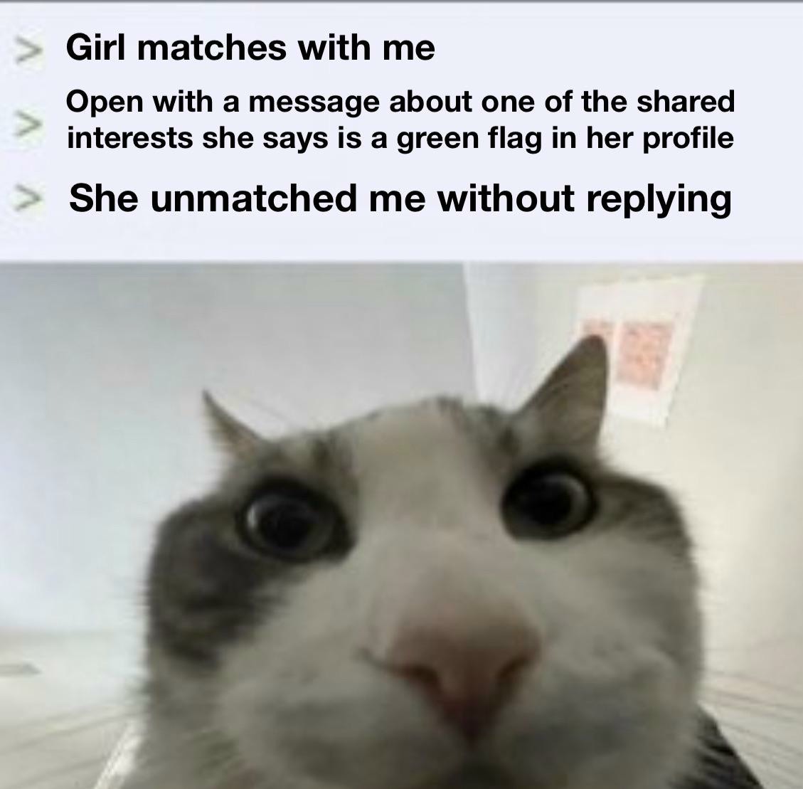 16 Best "Cat Looks Inside" Memes for That Instant Feeling of Disillusionment