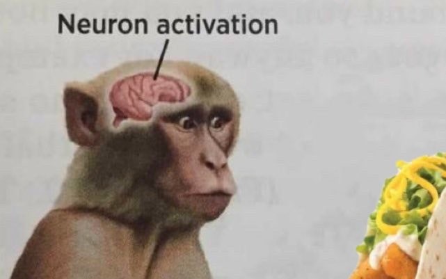 19 Neuron Activation Memes to Trigger Your Instant Dopamine Rush