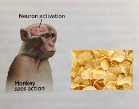 19 Neuron Activation Memes to Trigger Your Instant Dopamine Rush