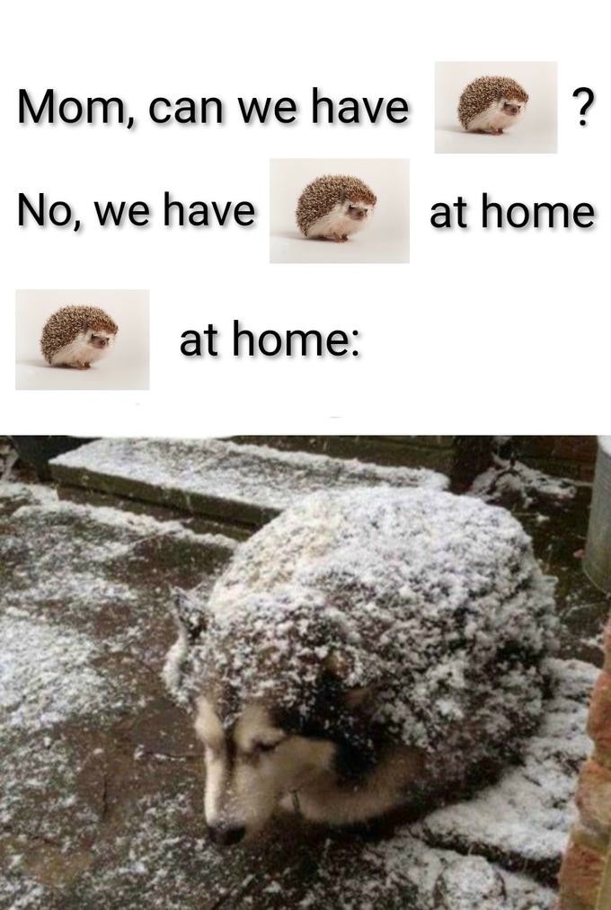 25 Funniest "We Have X at Home" Memes: The Ultimate Parental Tactic Exposed