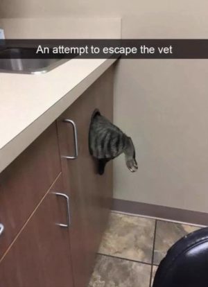 An attempt to escape the vet cat meme